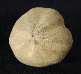Pliotoxaster buitronae FORNER & VALLS 2019 - Bild © FossNet FossilienStore